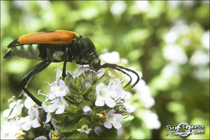 Identificazione: Stictoleptura cordigera